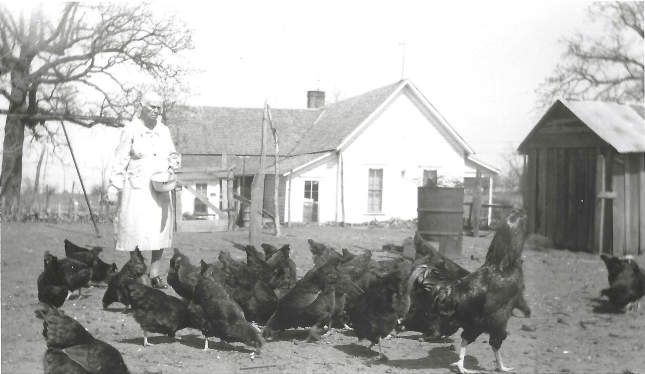 1952 - Woman feeding chickens in Waketon Community (front)
