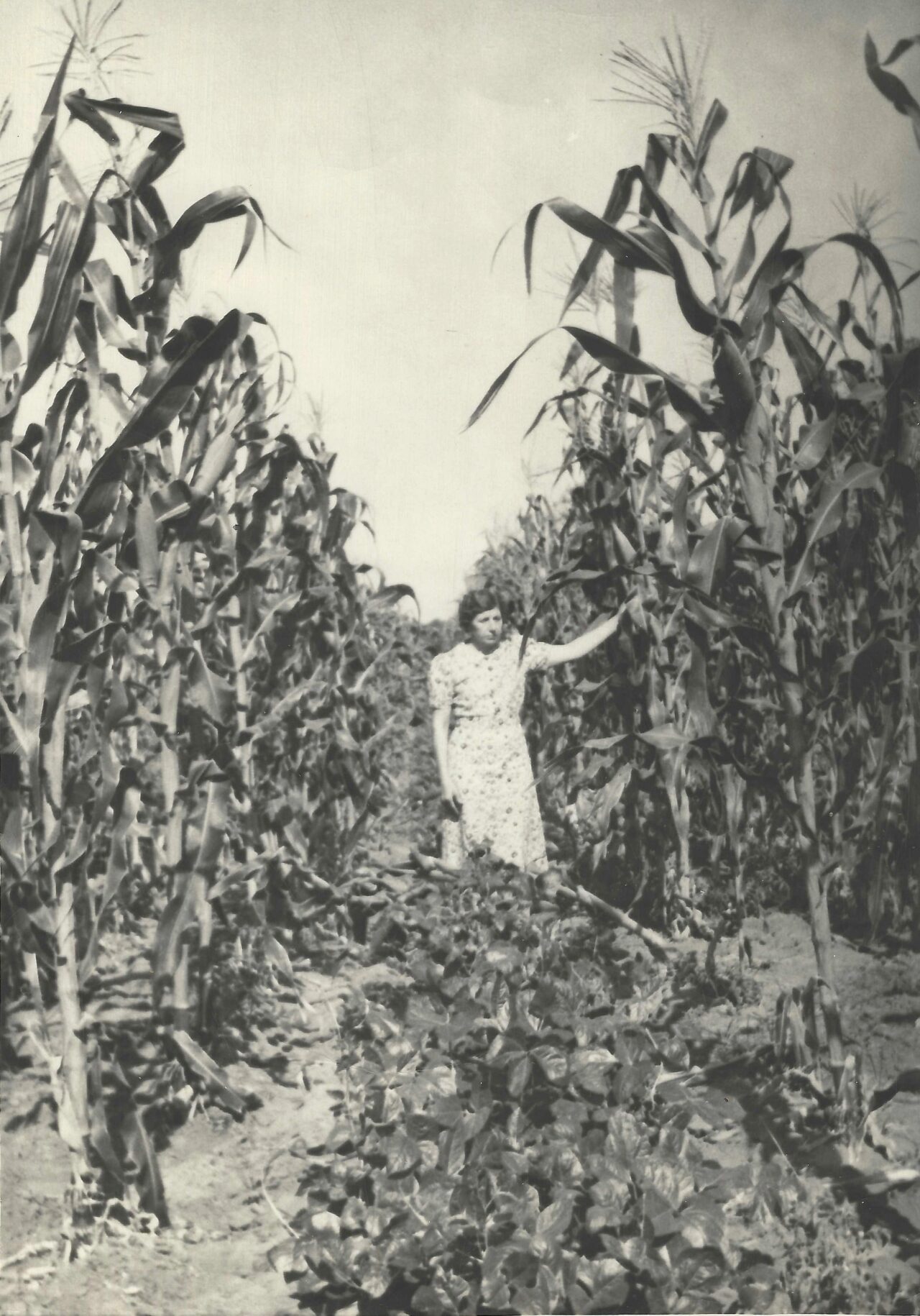 1930s- Beulah Mae Russell in a Corn Field (front)